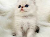 British Longhair Sevimli Yavrular