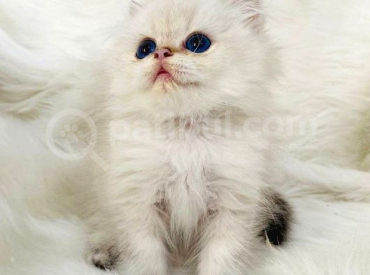 British Longhair Sevimli Yavrular görsel