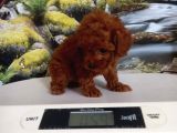 Çok Tatlı Teacup Poodle Yavrusu