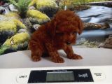 Çok Tatlı Teacup Poodle Yavrusu