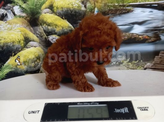 Çok Tatlı Teacup Poodle Yavrusu görsel