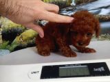 Çok Tatlı Teacup poodle yavrusu