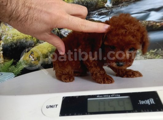 Çok Tatlı Teacup Poodle Yavrusu