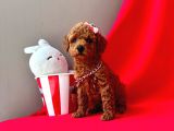 Mini Boy Sevimli Toy Poodle Yavrular 