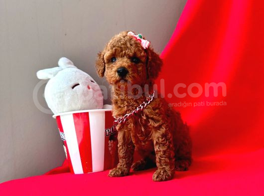 Mini Boy Sevimli Toy Poodle Yavrular  görsel