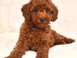 Mini Boy Puppy Kıpkırmızı Red Tooy Poodle 