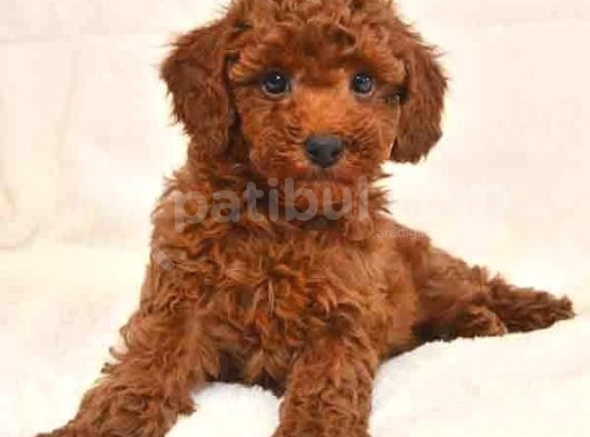 Tooy Poodle Cinsi Kıpkırmızı Red Mini Boy  görsel
