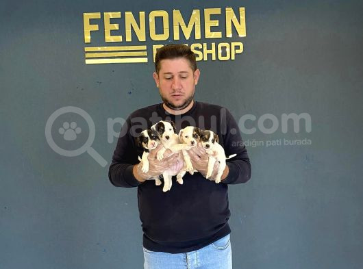 Show Kali̇te Juck Russull Yavrulari Di̇şi̇ Erkek Ankara