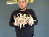 Show Kali̇te Juck Russull Yavrulari Di̇şi̇ Erkek Ankara