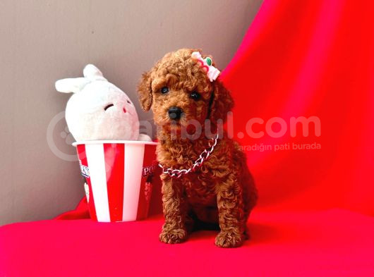 Mini Boy Sevimli Toy Poodle Yavrular  görsel