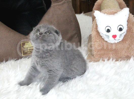 Ayi Surat Scottish Fold  Yavru görsel
