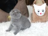 Ayi Surat Scottish Fold  Yavru