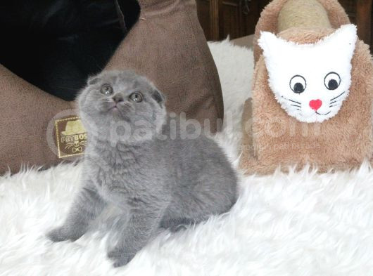 Ayi Surat Scottish Fold  Yavru görsel