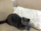 Scottish Kedi Dişi Ve Erkek Sahiplendirilecek-Ücret Alınmaya