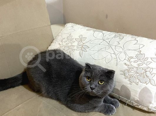 Scottish Kedi Dişi Ve Erkek Sahiplendirilecek-Ücret Alınmaya görsel