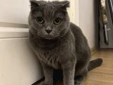 Scottish Kedi Dişi Ve Erkek Sahiplendirilecek-Ücret Alınmaya