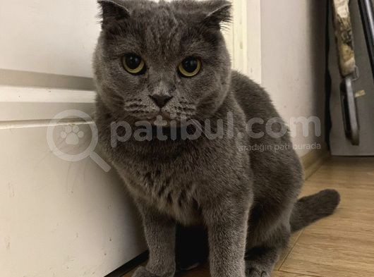 Scottish Kedi Dişi Ve Erkek Sahiplendirilecek-Ücret Alınmaya görsel