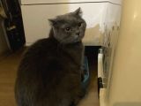 Scottish Kedi Dişi Ve Erkek Sahiplendirilecek-Ücret Alınmaya
