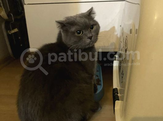 Scottish Kedi Dişi Ve Erkek Sahiplendirilecek-Ücret Alınmaya görsel