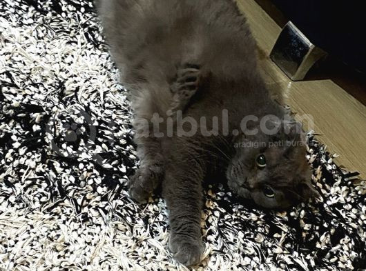 Scottish Kedi Dişi Ve Erkek Sahiplendirilecek-Ücret Alınmaya görsel