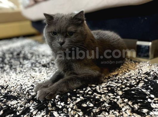Scottish Kedi Dişi Ve Erkek Sahiplendirilecek-Ücret Alınmaya