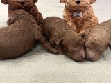 Ev doğum rezerveye açık toypoodle
