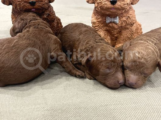 Ev Doğum Rezerveye Açık Toypoodle