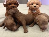 Ev Doğum Rezerveye Açık Toypoodle