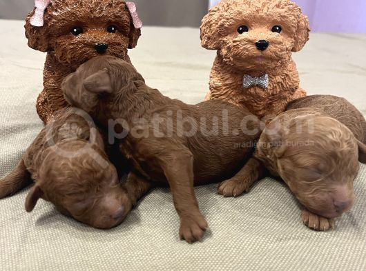 Ev Doğum Rezerveye Açık Toypoodle görsel