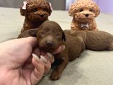 Ev Doğum Rezerveye Açık Toypoodle
