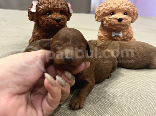 Ev Doğum Rezerveye Açık Toypoodle görsel