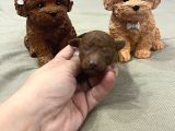 Ev Doğum Rezerveye Açık Toypoodle