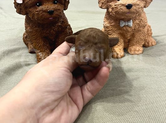 Ev Doğum Rezerveye Açık Toypoodle görsel