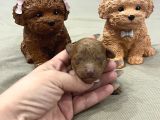 Ev Doğum Rezerveye Açık Toypoodle