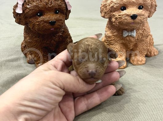 Ev Doğum Rezerveye Açık Toypoodle görsel