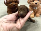 Ev Doğum Rezerveye Açık Toypoodle