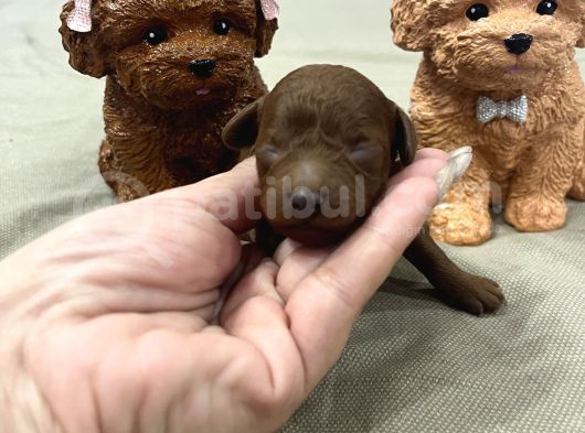 Ev Doğum Rezerveye Açık Toypoodle görsel