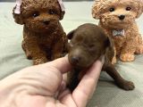 Ev Doğum Rezerveye Açık Toypoodle