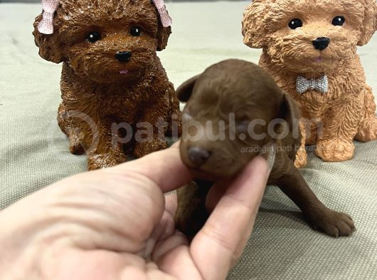 Ev Doğum Rezerveye Açık Toypoodle görsel