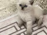 Top Kafa Blue Point Yavrular