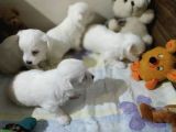 Büyümen Maltese Yavrular