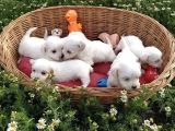 Büyümen Maltese Yavrular