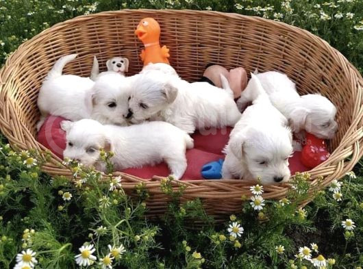 Büyümen Maltese Yavrular görsel