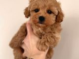 Mini boy puppy kıpkırmızı Red TOOY POODLE 