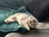 British Longhair Ve Scottishfold