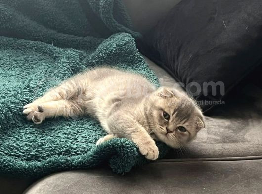 British Longhair Ve Scottishfold görsel