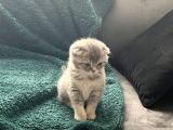 British Longhair Ve Scottishfold