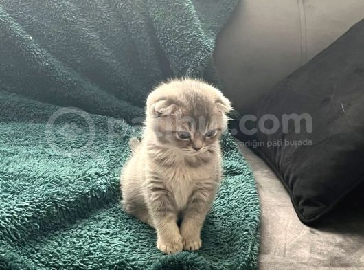 British Longhair Ve Scottishfold görsel