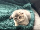 British Longhair Ve Scottishfold