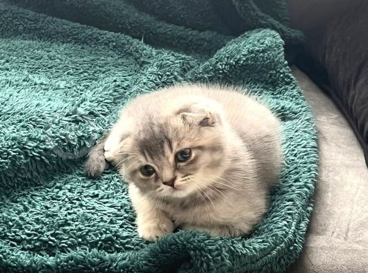 British Longhair Ve Scottishfold görsel